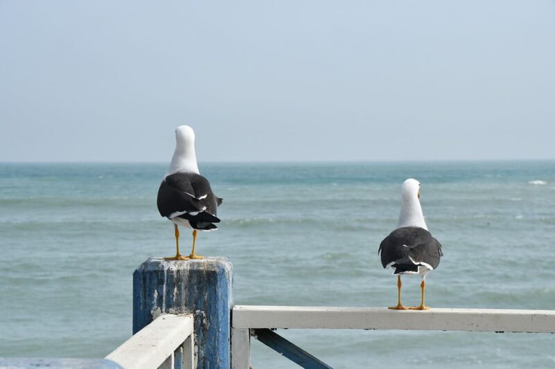 距離のある鳥